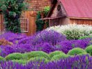 world spa lavender