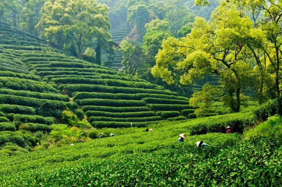 Hangzhou Home To China S Best Natural Scenery Hangzhou Home To China S Best Natural Scenery