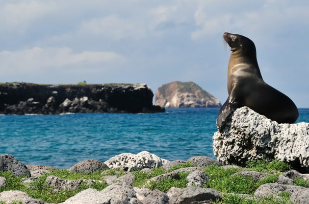 Sealion in Galapagos