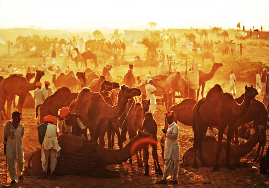 World's Largest Camel Fair- Pushkar, India World's Largest Camel Fair- Pushkar, India