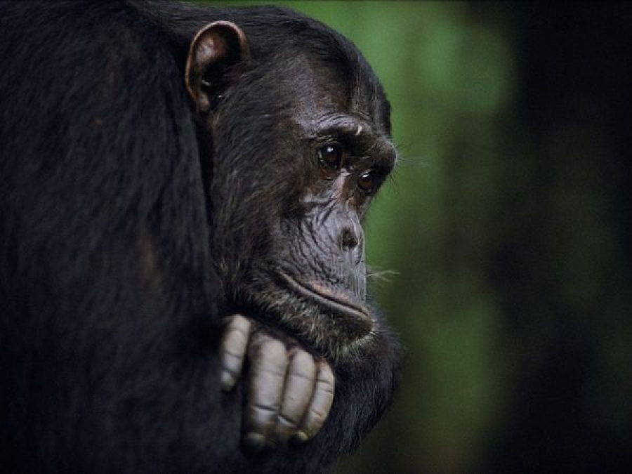 Say Hello to Uganda’s Chimpanzees