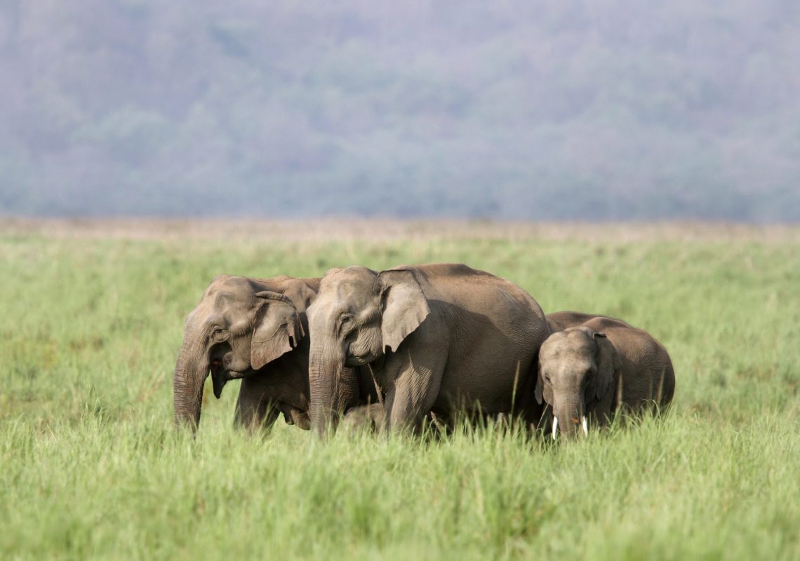 Tryst With India’s Wildlife Parks