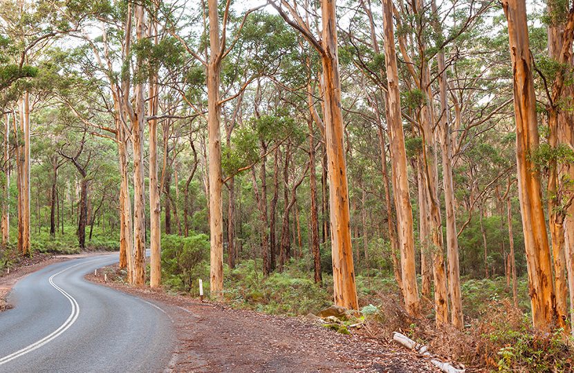 Boranup Karee Forest, David Steele