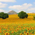 Photograph summer fields of sunflowers.