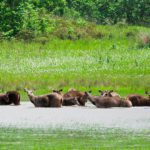 Deer in the national park