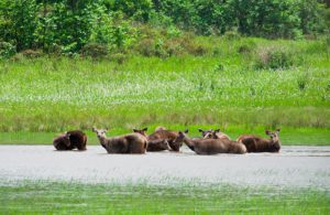 Deer in the national park
