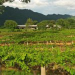 Sample wines grown in ‘new latitude’ wineries