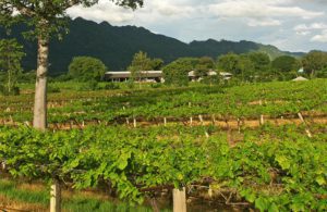 Sample wines grown in ‘new latitude’ wineries