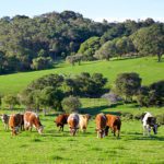 Margaret River has always been a dairy district
