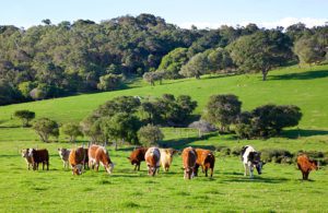 Margaret River has always been a dairy district