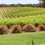 Margaret River is best known for its wines