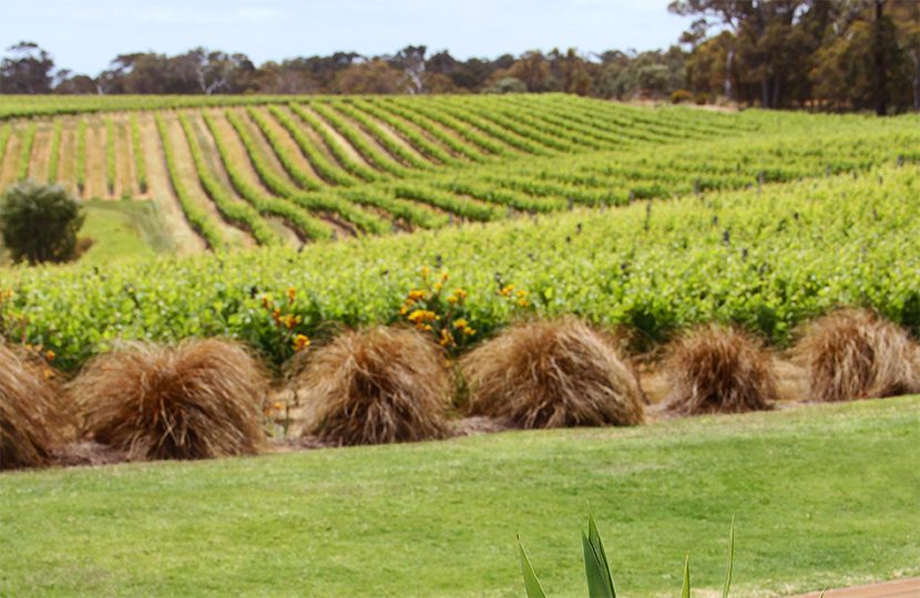 Margaret River is best known for its wines