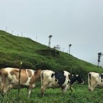 Cows grazing in Arenal region