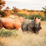 African Rhino, part of the Big 5 in this unforgettable game viewing experience