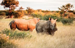 African Rhino, part of the Big 5 in this unforgettable game viewing experience