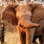 The majestic African Elephant roams the savannas, paying little attention to the BMW X5 nearby