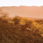 The mighty predators relaxing in the golden rays of the African dusk