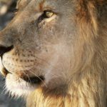 The African Lion is a sight to behold in Namibia