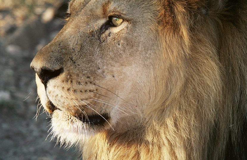 The African Lion is a sight to behold in Namibia