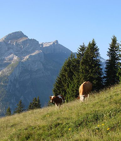 Gstaad Palace Cows in summer