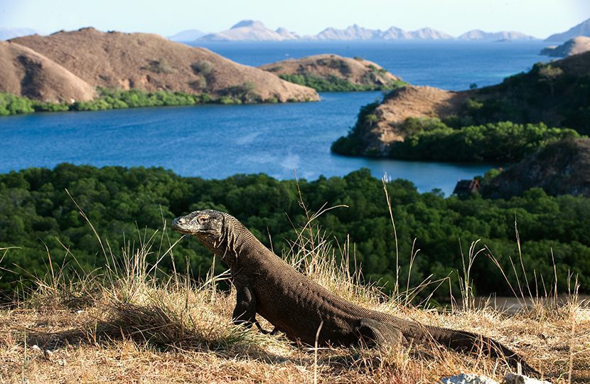 The Komodo Dragon in its natural habitat (by Sergey Uryadnikov)