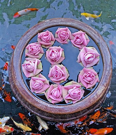 Lotus in koi pond Shinta Mani Siem Reap