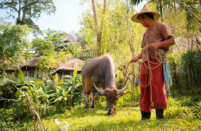 Rescued buffalos assist with the landscaping as as part of Keemala’s sustainability program