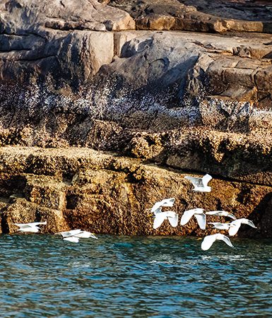 Seagulls flying on sea surface at Con Dao Island by Cao Tran Tho