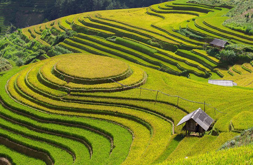 Rice fields at Northwest Vietnam by Kaiskynet Studio