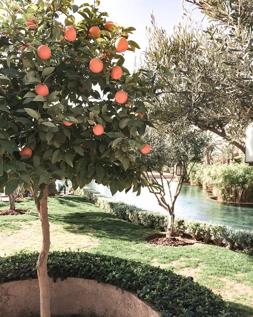 Garden at Domaine Royal Palm, Marrakech