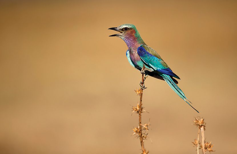 Wildlife at Chobe National Park