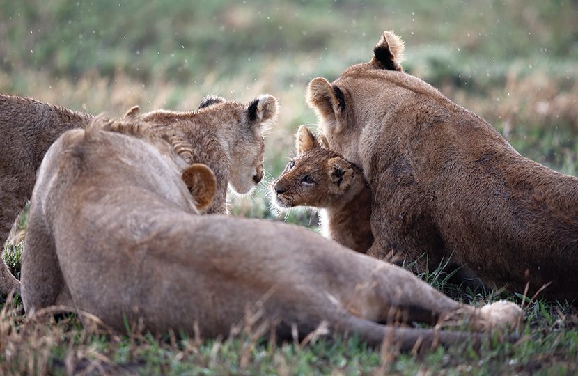 Wildlife at Chobe National Park