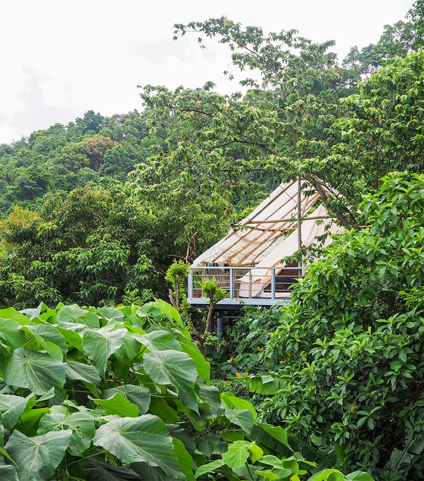 guests sleep in their own private luxury “Nest” perched in the canopy