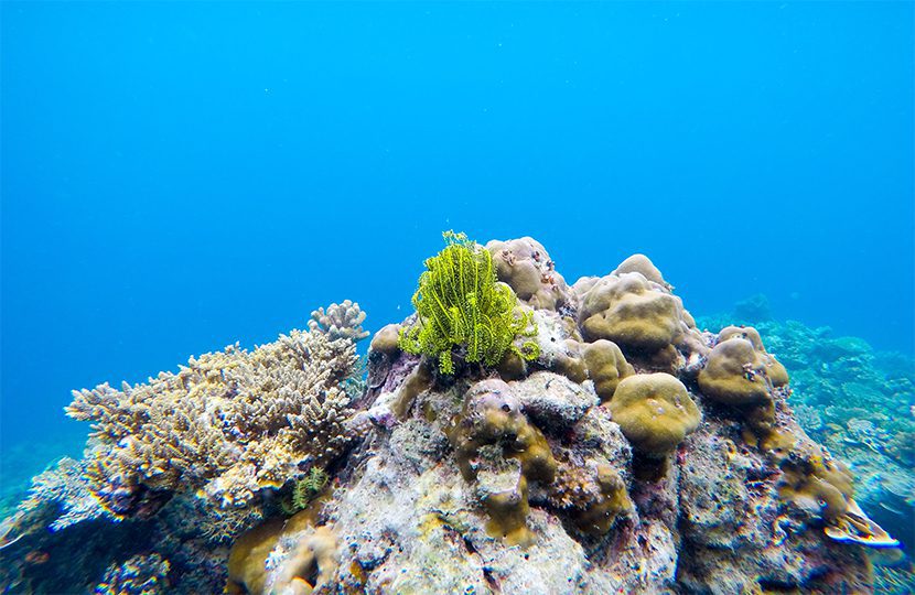 Palawan is a diver’s dream with hundreds of unique species found only in its water