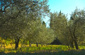 Olive trees in Provence