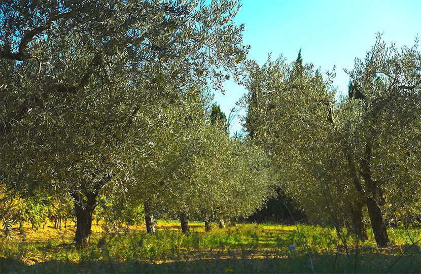 Olive trees in Provence - 