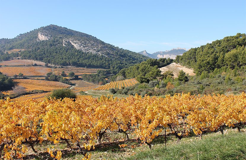 Vignobles de Provence - 