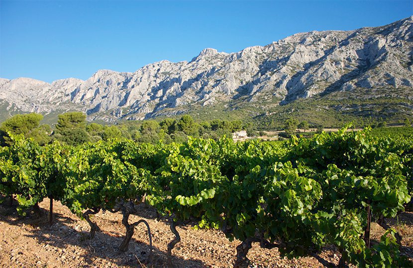 Vines at Sainte-Victoire - 