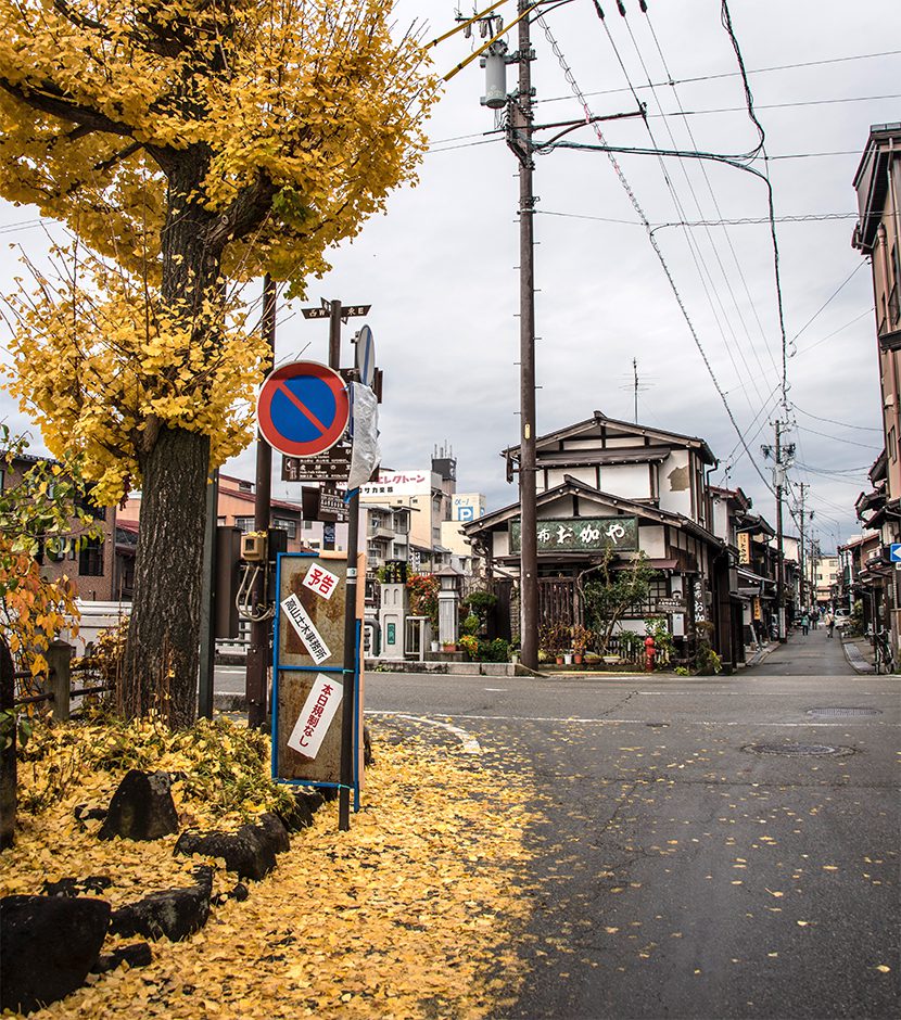 Takayama Ginkgo