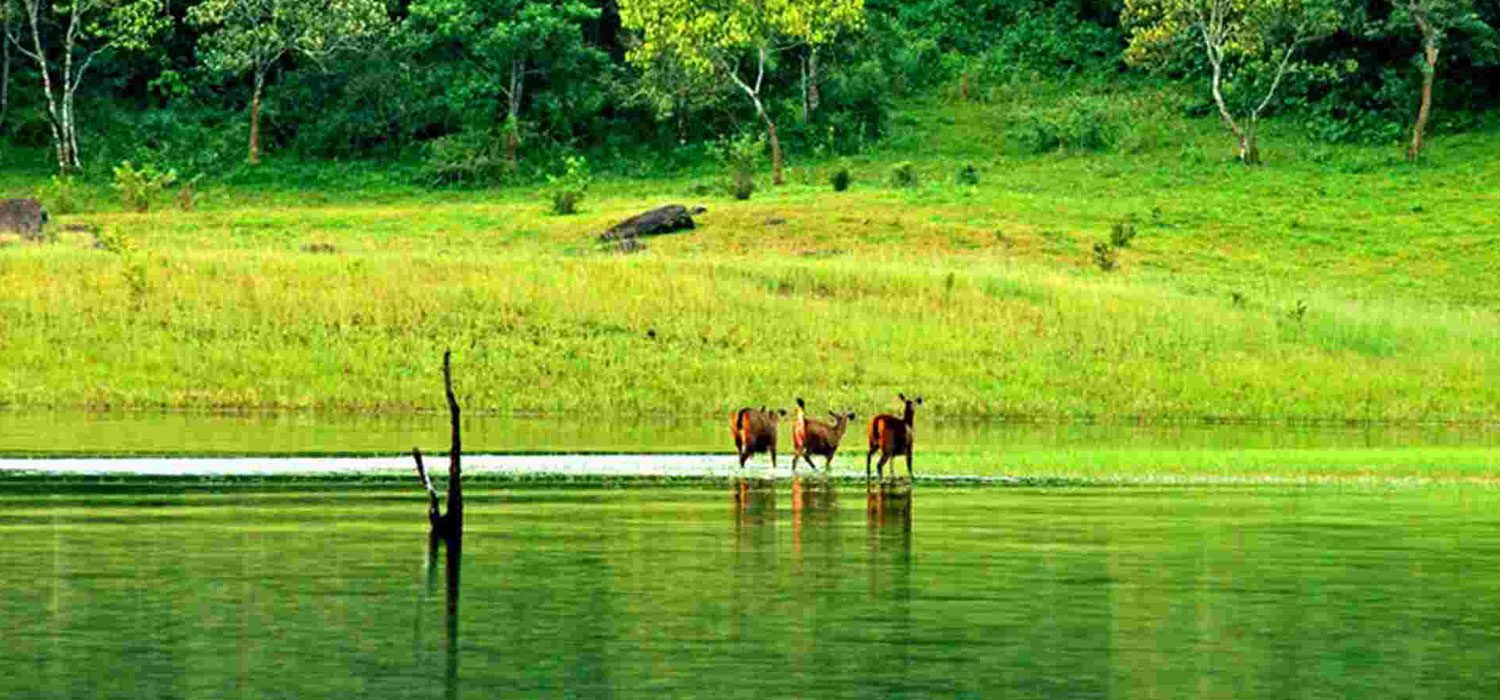 A haven for wildlife in Thekkady