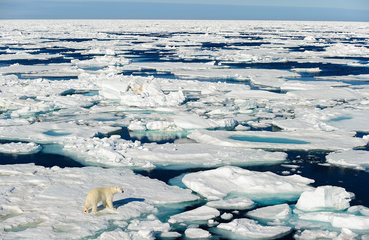 Polar bear walking between ice floats in the Arctic Circle by DonLand