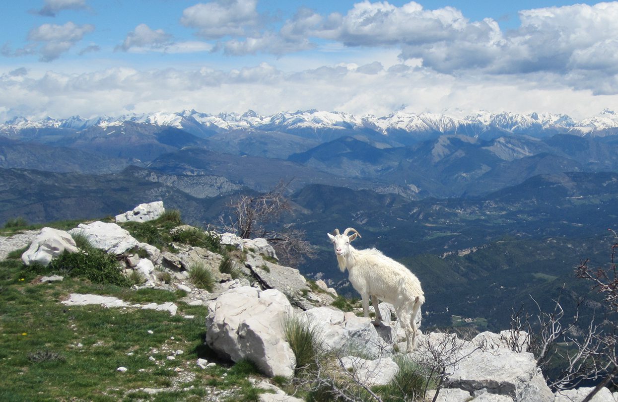 Goat at the top in Mercantour national park By Thibault RAQUIN