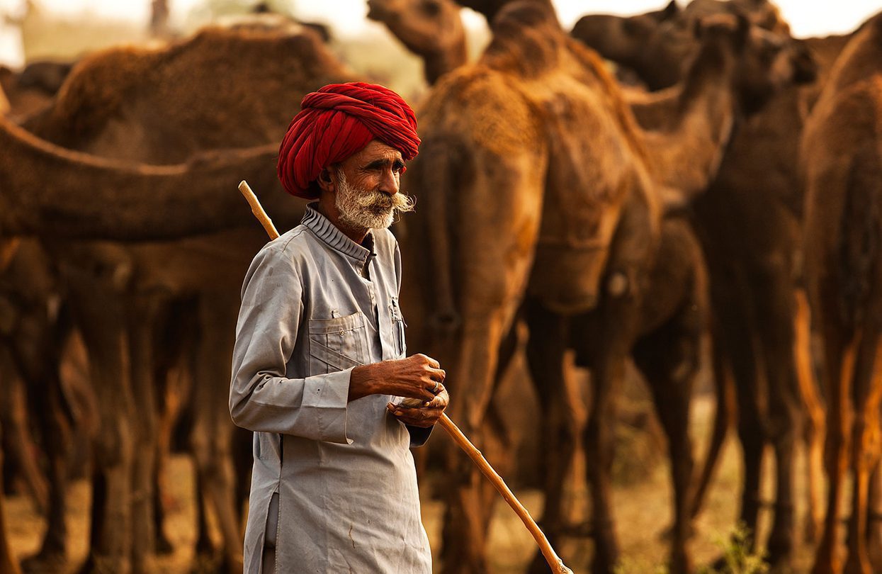 Camel traders