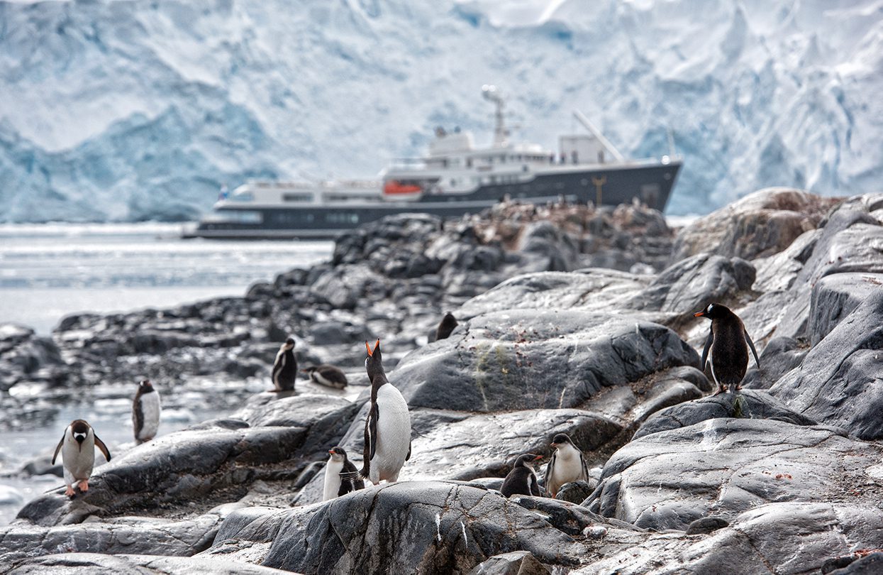 Penguins in Antarctica by Christopher Sholey