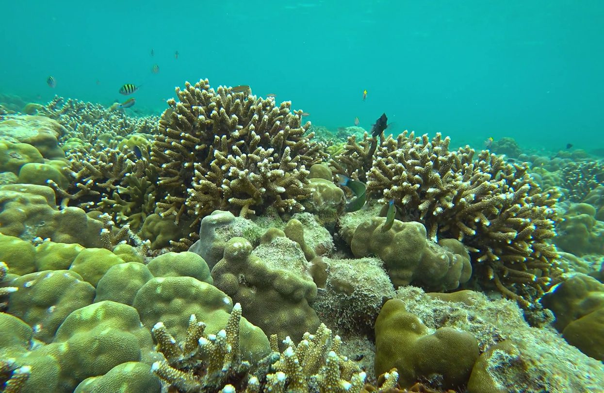 Corals and lot of fish in Andaman Sea