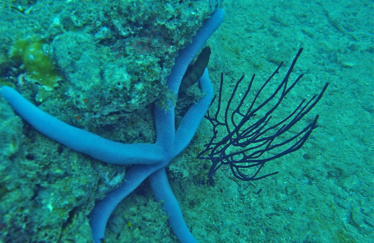 Marine life in Andaman