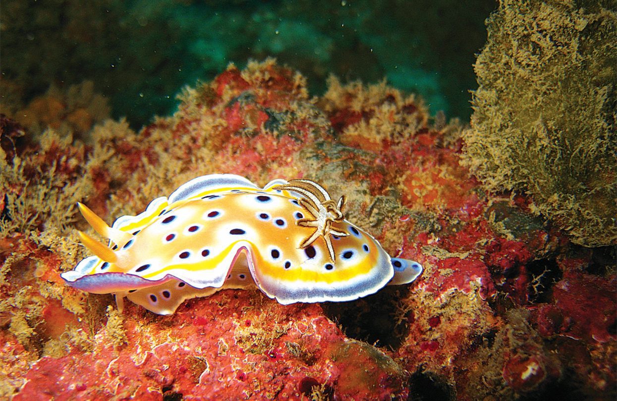 Twin magnificent sea slug - Andaman & Nicobar Islands, India
