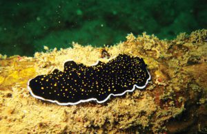 Yellow spotted flatworm
