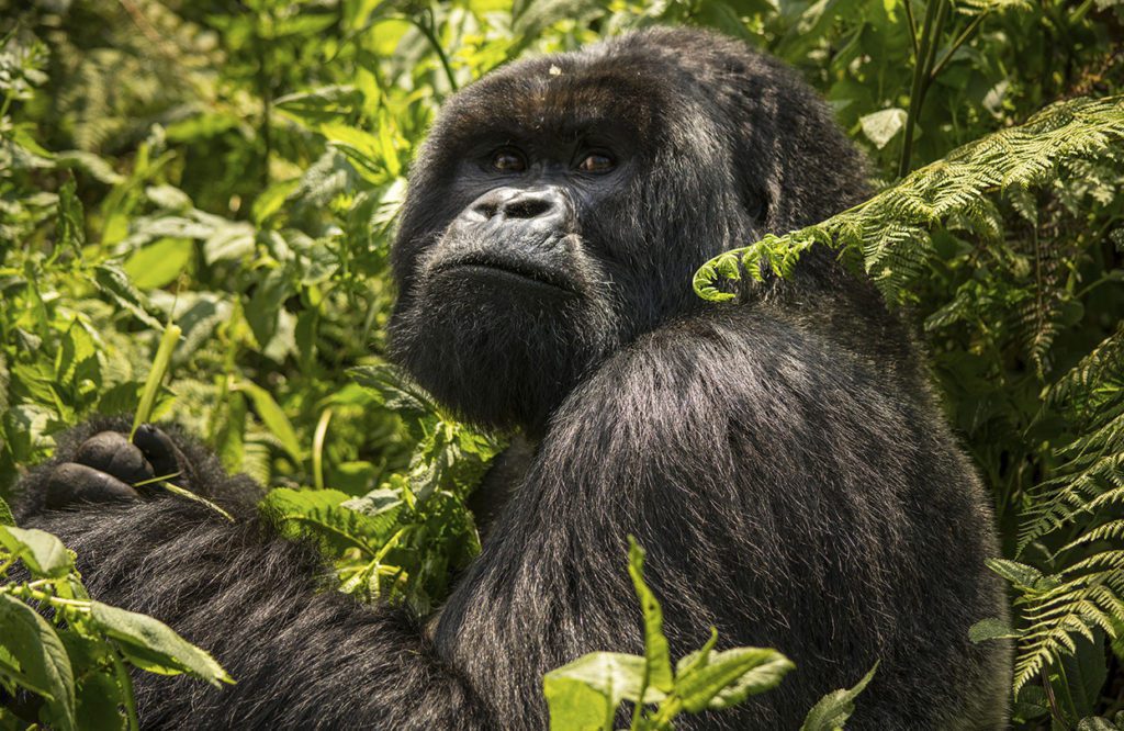 Gorilla spotting in Tanzania