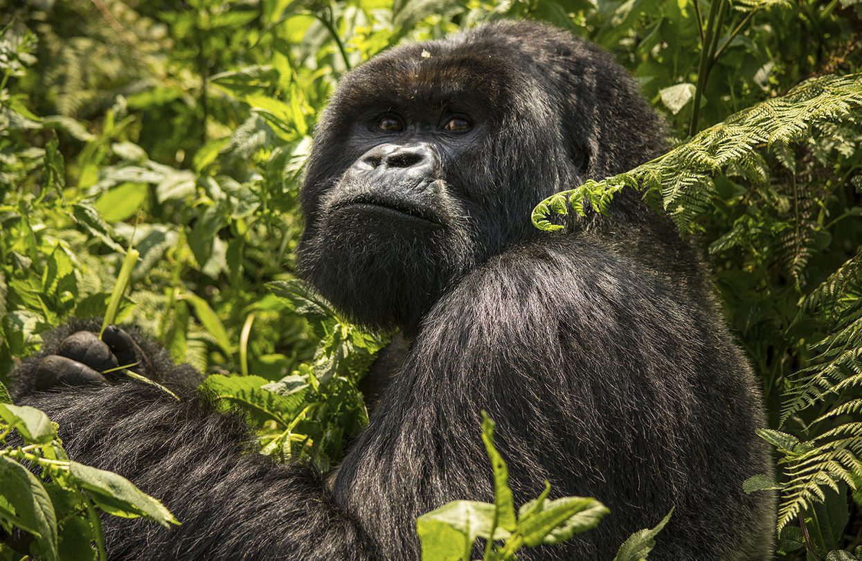No Ordinary Safari! Track Gorilla Families In East Africa